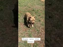 Happy American Pit Bull Terrier
