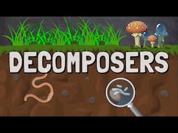 What are Decomposers in a Food Chain?