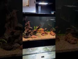 40 Gallon Breeder Cichlid Tank!