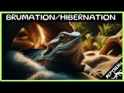 Understanding Brumation and Hibernation in Bearded Dragons
