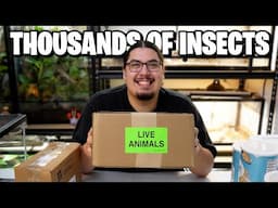 Unboxing And Housing Thousands of Feeder Insects