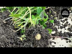 Kartoffeln aus Samen, TPS, Teil 2. Erste Kartoffelknolle an 5 cm Pflanze!