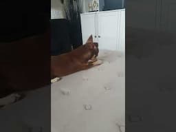 Our Chihuahua loves Nylabone chicken flavoured dog chews. #chihuahuacute #dogshorts #petlovers