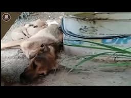 She cried under the covers, silently feeding her pups without letting them know the truth