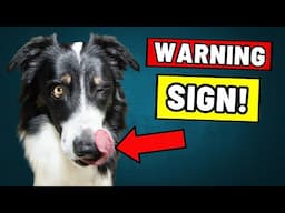 9 Signs Your Dog Doesn't Fully Trust You