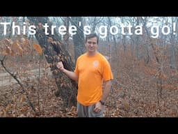 Removing a Dangerous Tree