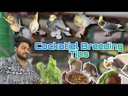 Cockatiel birds breeding tips for beginner | Cockatiel bird breeding information |