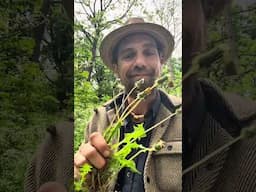 Urban Herb walk in Montreal with the Herbal Jedi