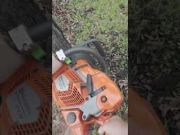 Cutting a BlackJack Oak