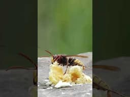 Hornet and honeybees