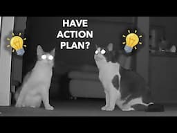 Why Do Cats Go Crazy At Night? I Installed A Hidden Camera In The House