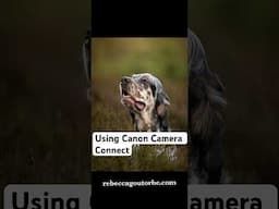 Using Canon Camera Connect to Photograph the Dog 🐝 #dogphotography #dogphotographer