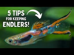 5 Essential Tips for Keeping Endlers | Beginner's Guide to Success!