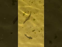 Tagged Juvenile Sawfish