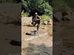#KingCobra #DroneFootage #WildlifeShorts  #JayanthSharma #Toehold #SnakeEncounter #ReptileKing