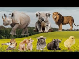 Wild Animal Sounds: Rhino, Lion, Leopard, Dog, Cat, Save Cat, Chicken – Amazing Jungle Sounds