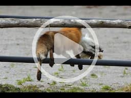 Preventing Poultry Predators