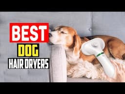 ✅Top 5 Best Dog Hair Dryers in 2025