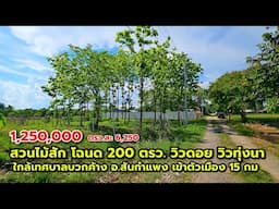 สวนไม้สัก โฉนด 200ตรว. วิวดอยวิวทุ่งนา บรรยากาศดี ในชุมชน ใกล้เทศบาลบวกค้างสันกำแพง ใกล้เมือง 15 กม.