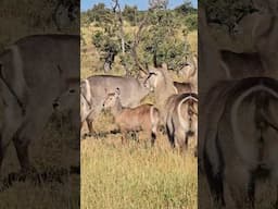 Waterbuck Family Herd in the Open Savannah. #safari #krugernationalpark #wildlife #nature
