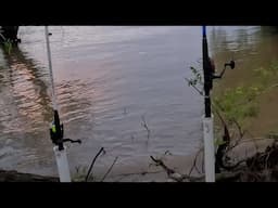 Are The Sharks Back? | Mississippi River | Catfish Fishing