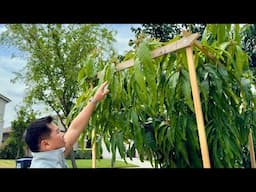 Mango Trees - Super Easy To Grow in California's Central Valley