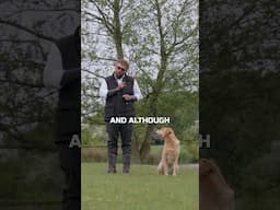 Using What Your Dog Loves To Your Advantage