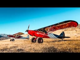 Cubbin’ Around The Desert