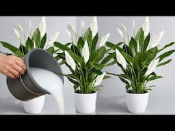 Só 1 copo faz lírio da paz lotar de tantas flores (o ano todo)