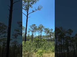 Amazing to hear a Bob White calling in a Longleaf Pine forest.  #nature  #birds ￼