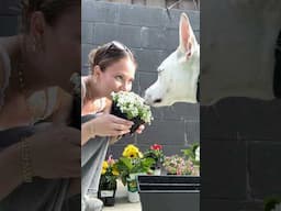 Stay to the end to see Yuki’s reaction🥹🌸🌼#dogshorts #dogmom #spring #flowers #vlog #dog #pets