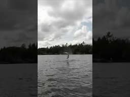 Musky goes AIRBORNE after Eating Glider! #fishing #muskie #muskyfishing #musky #muskylures