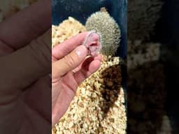 New Baby Hedgehogs #hedgehog #animal #shorts