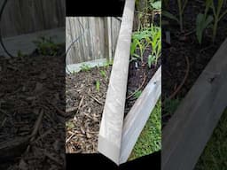 8 Days of growth on these corn plants || DHBG #gardeningtips