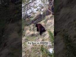 It’s that time of year! #bearhunting #springbear #hornady