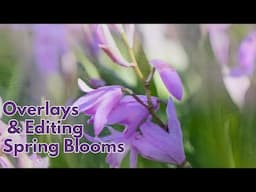Editing spring blooms with an overlay I created in camera | Edit with Lightroom and Photoshop