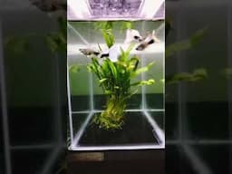 guppy fish HB white