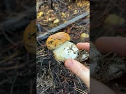 Cute Little King: Porcini Mushroom (Boletus edulis) ASMR