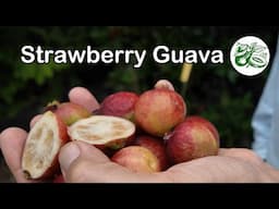 Australian Strawberry/Cherry Guavas - with Marcus Ferguson (Nyangbul)