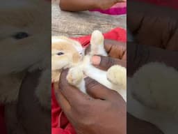 Cute little bunny