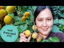 ||Summer Day Routine|| Kinnaur HP||