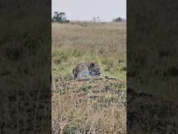 Get Ready With A Leopard? | #Wildlife #ShortsAfrica