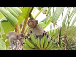 Nahu monkey dances skillfully with extremely cute tools