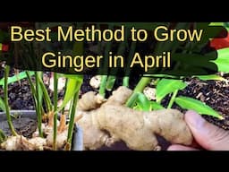 How to grow Ginger at home in pots || Vegetable gardening for beginners@BackyardGardeningbySwati