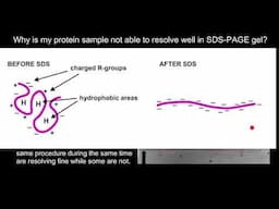 Why protein sample is not able to resolve well in SDS-PAGE gel?