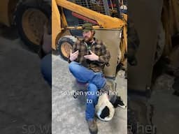 Stopping puppy hitting? #puppytraining #puppies #puppytrainer #puppybiting #training #dogs #shorts