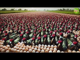 The Amazing Process of Muscovy Duck Farming: Exploring Large-Scale Muscovy Duck Farms