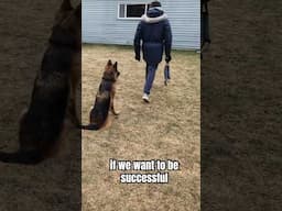 Do You NEED Rewards To Train Your Dog?!