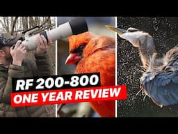 1 Year with the Canon RF 200-800 – Regrets or Best Purchase?