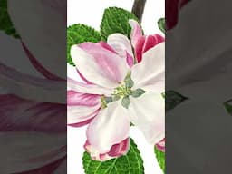 'James Grieve' blossom in watercolor